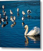 Swan And Seagulls On Frozen Lake Metal Print