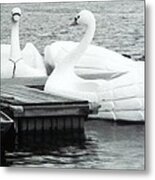 White Swan Lake Metal Print