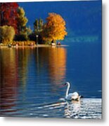 Beautiful Autumn Swan At Lake Schiliersee Germany Metal Print