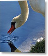 Swan Song Metal Print