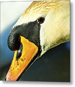 Swan Metal Print