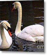 Swans Two Metal Print