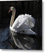 Swan With Reflection Metal Print