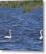 Swans Metal Print