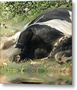 Sweet Slumber Metal Print