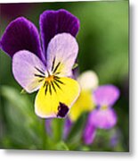 Sweet Violet Metal Print