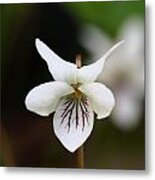 Sweet White Violet Metal Print