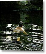 Swimming In The Pond ...ahhh Metal Print