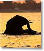 Swimming Kalahari Elephants Metal Print