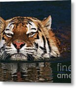 Swimming Tiger Metal Print