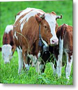 Swiss Farm And Milk Cow - Xlarge Metal Print