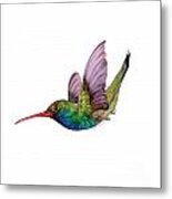 Swooping Broad Billed Hummingbird Metal Print