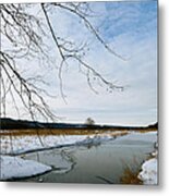 Sycamore Over Water Metal Print