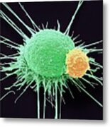 T Lymphocyte And Cancer Cell Metal Print