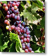 Table Grapes Metal Print