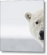 Tagged Polar Bear Cub Along A Barrier Metal Print