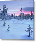 Taiga Forest, Arctic Finland Metal Print