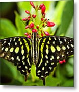 Tailed Green Jay Butterfly Metal Print