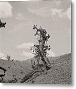 Talking Trees In Bryce Canyon Metal Print