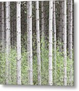 Tall Pines Metal Print