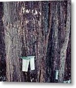 Tapped Maples Metal Print