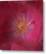 Tea Rose Metal Print