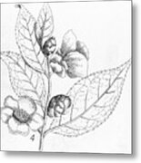 Tea (thea Chinensis) Plant Metal Print