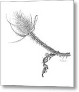 Teasel Metal Print