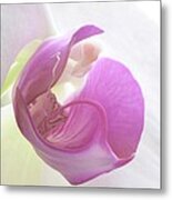 Temptress Orchid Petal Metal Print