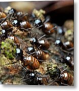 Termite Migration Metal Print