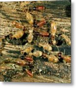 Termites Feeding Metal Print