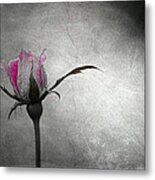 Tess's Rose Metal Print