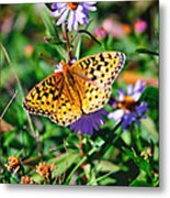 Teton Butterfly Metal Print