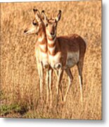 Teton Twins 0067 Metal Print