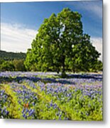 Texas In Spring Metal Print