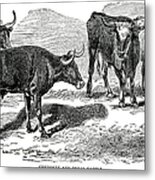 Texas Longhorn Cattle Metal Print