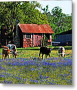 Texas Longhorns In Bluebonnets Metal Print