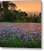 Texas Sunset - Bluebonnet Landscape Wildflowers Metal Print