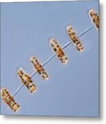 Thalassiosira Diatom Metal Print