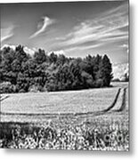 Thaxted Basks In Glorious Sun Metal Print