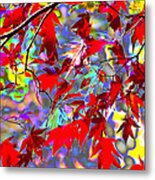 The Acer Tree Metal Print