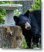 The Bear Cub With An Itch Metal Print