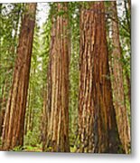 The Beautiful And Massive Giant Redwoods Sequoia Sempervirens In Redwood National Park. Metal Print