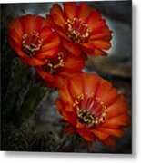 The Beauty Of Red Metal Print