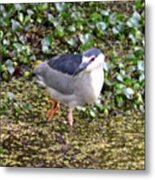 The Bird With Red Eyes Metal Print