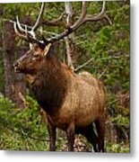 The Bull Elk Metal Print