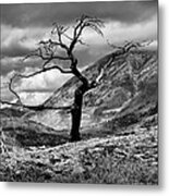 The Burmis Tree Metal Print