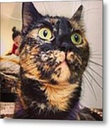 The Cat's Green Eyes Metal Print