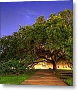 The Century Tree Metal Print