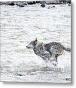 The Chase Metal Print